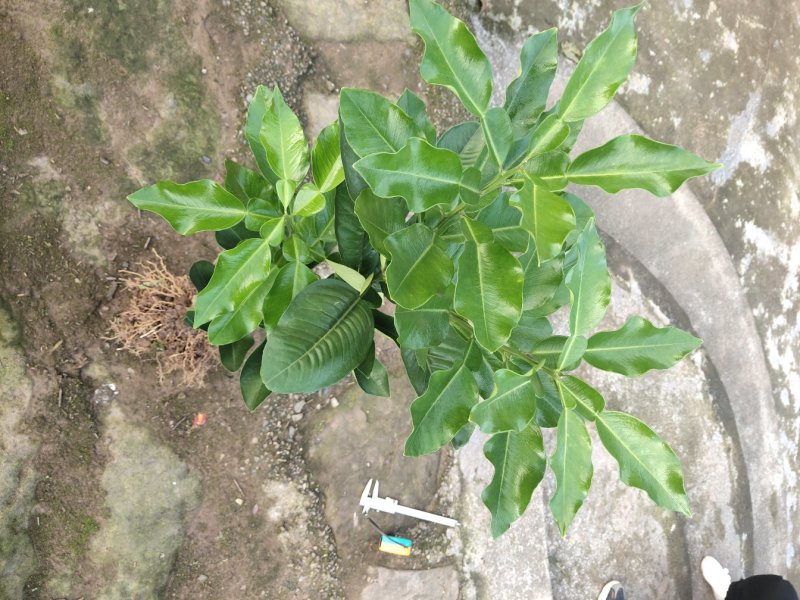 红心柚子果树苗，树形好，品种正宗