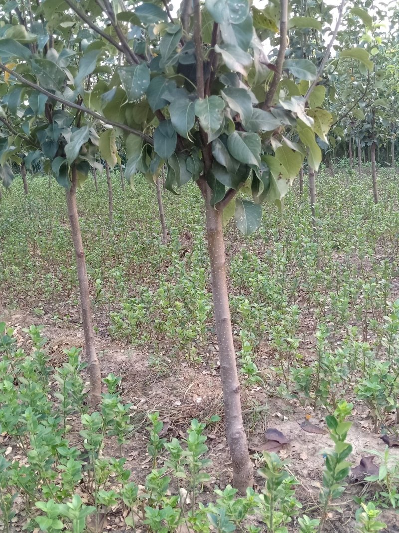 梨树