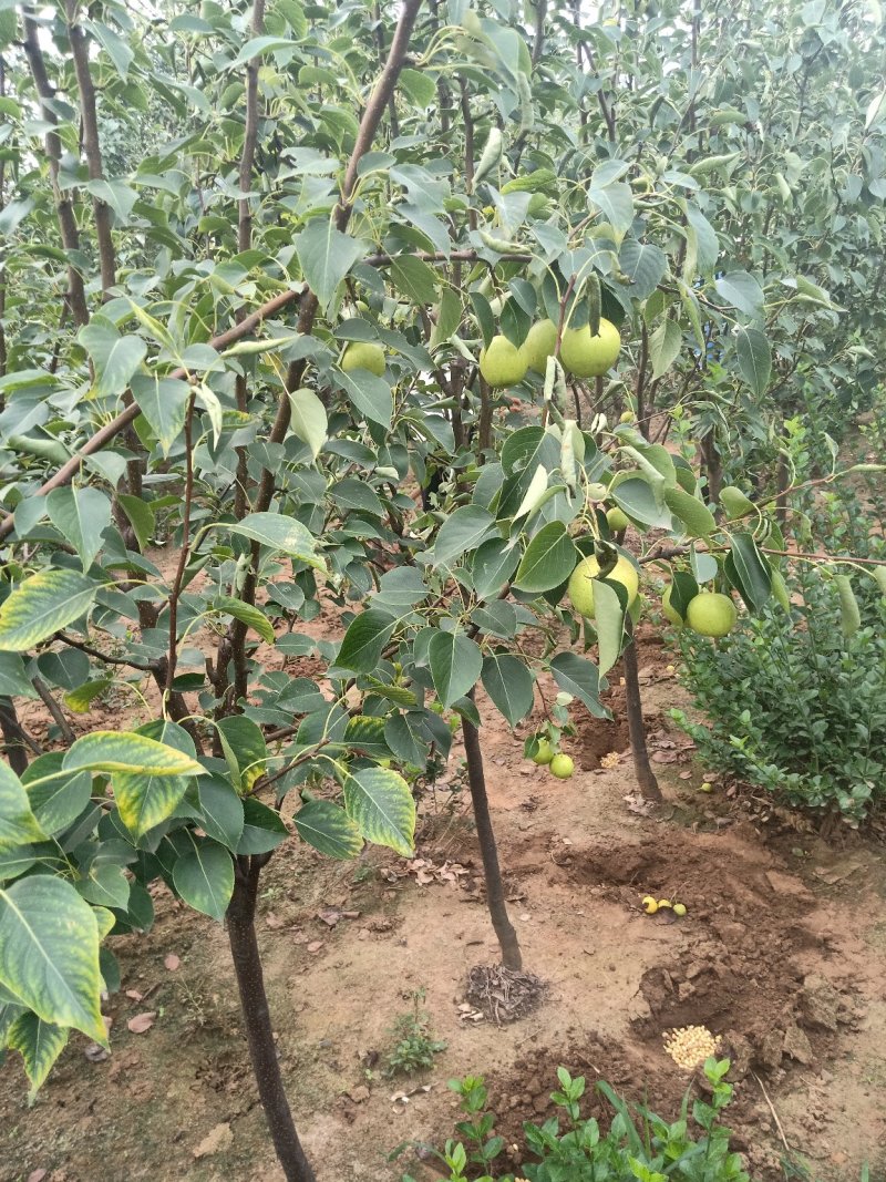 梨树