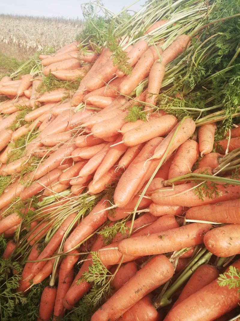 胡萝卜