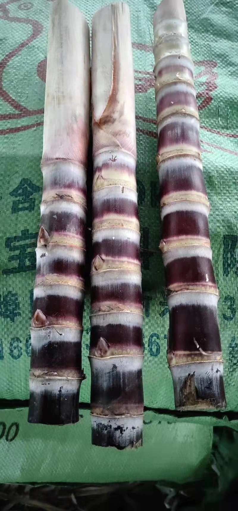甘蔗种子