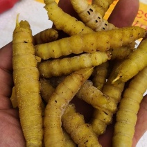 豆虫，野生豆虫，豆丹，天然美味