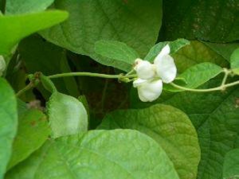 23年白扁豆包邮药食同源扁豆优质扁豆5斤起批