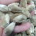 辛夷花1公斤起批不包邮量大电议，供应各种中药材