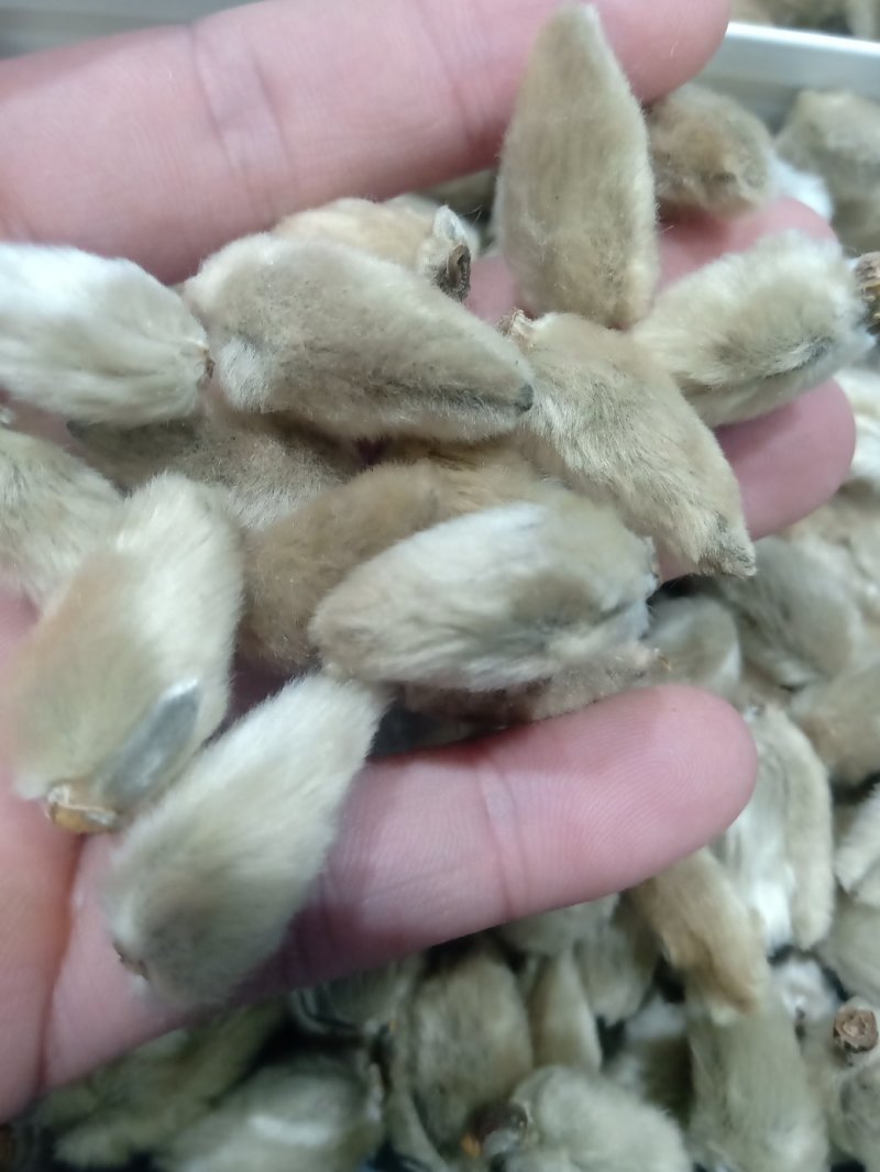 辛夷花1公斤起批不包邮量大电议，供应各种中药材