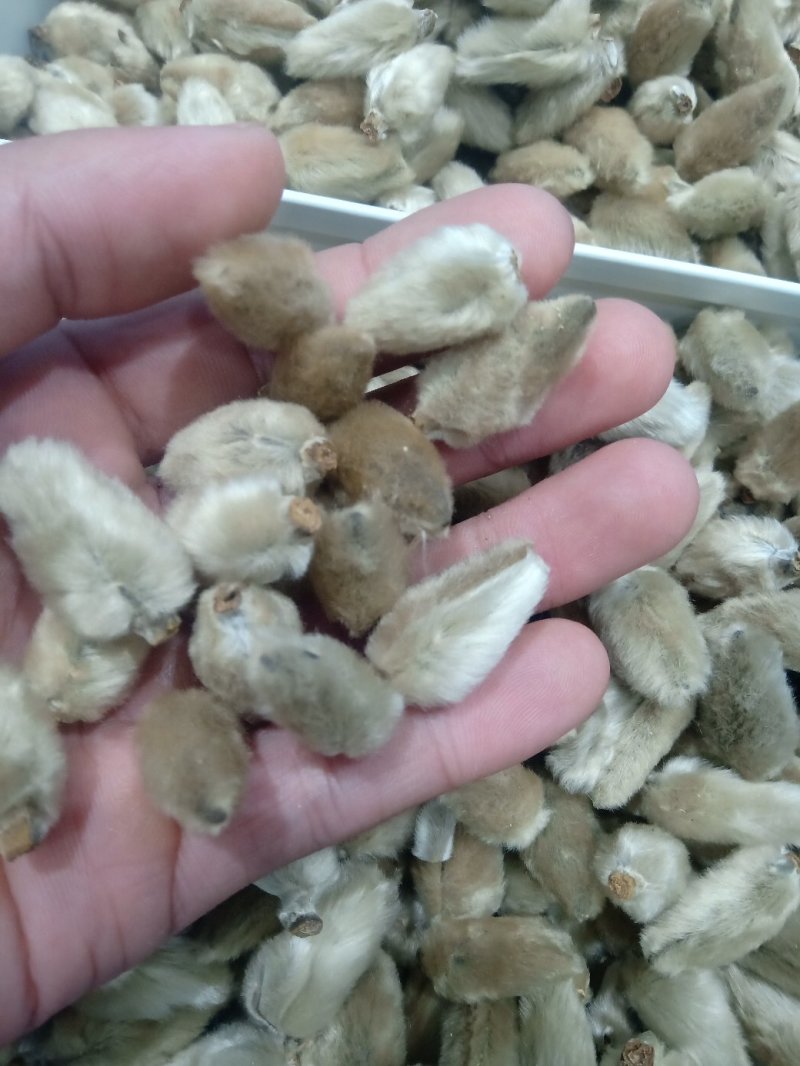 辛夷花1公斤起批不包邮量大电议，供应各种中药材