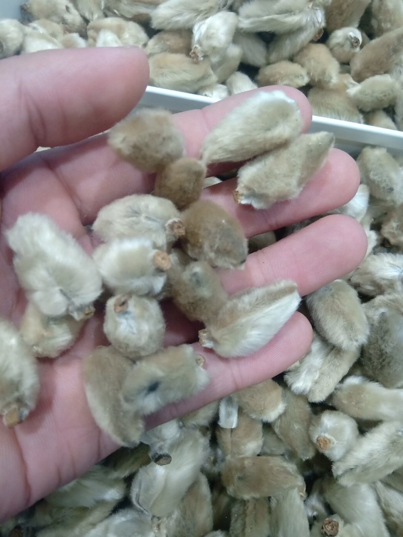辛夷花1公斤起批不包邮量大电议，供应各种中药材