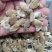 辛夷花1公斤起批不包邮量大电议，供应各种中药材