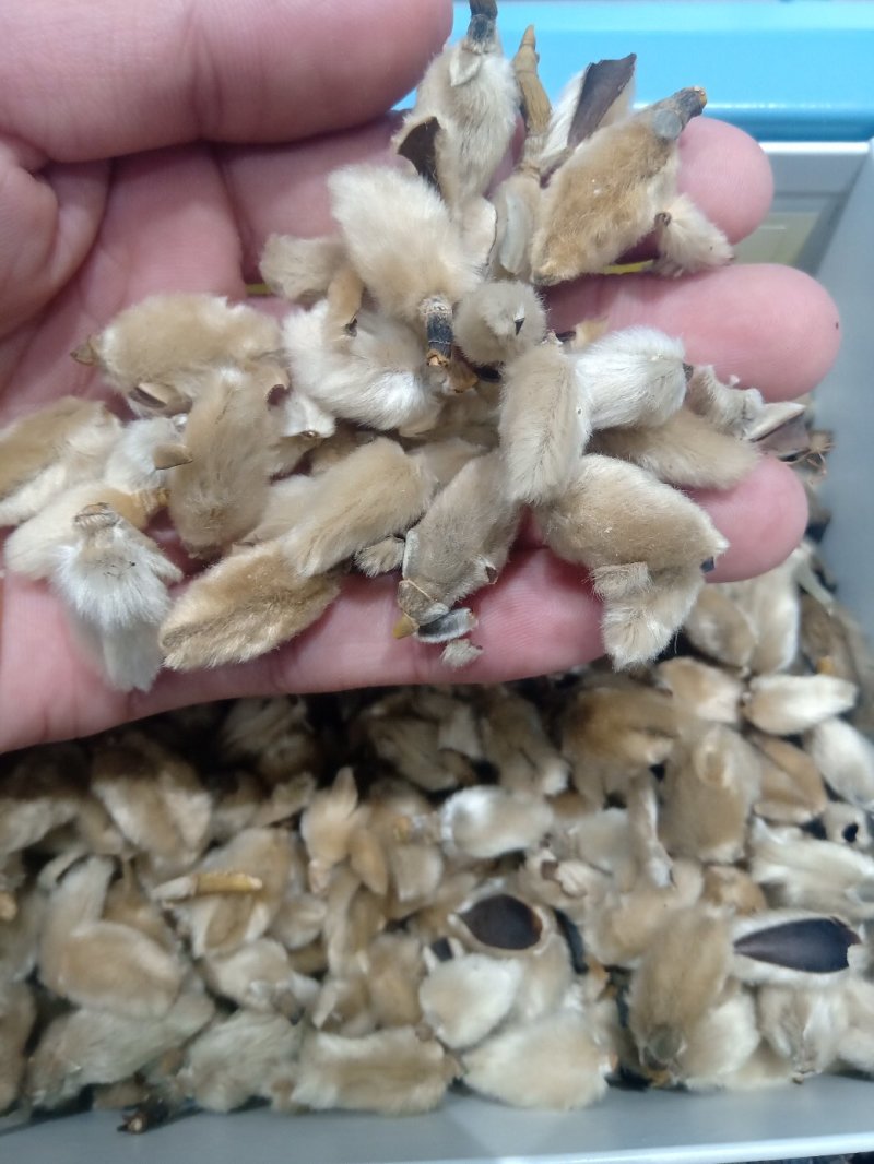 辛夷花1公斤起批不包邮量大电议，供应各种中药材