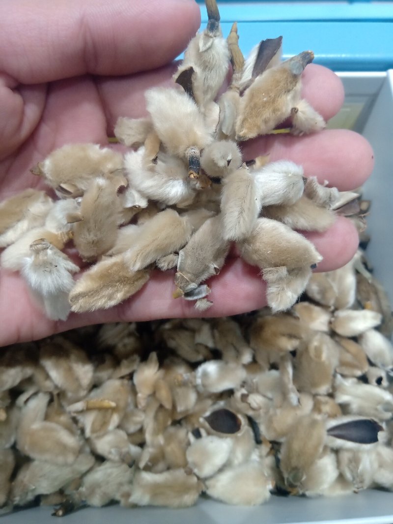 辛夷花1公斤起批不包邮量大电议，供应各种中药材