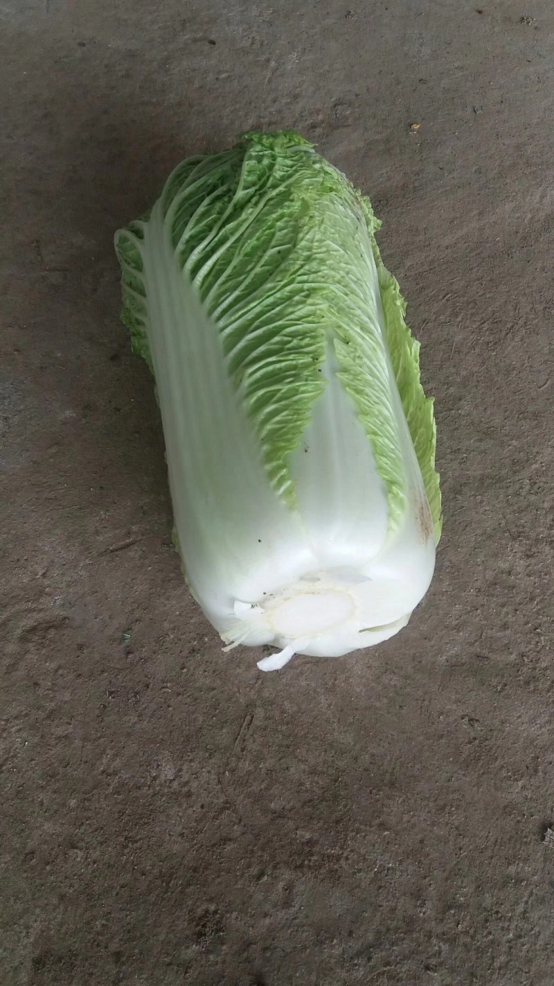 山东北京三号大白菜山东大白菜方包平包包纸全国发货
