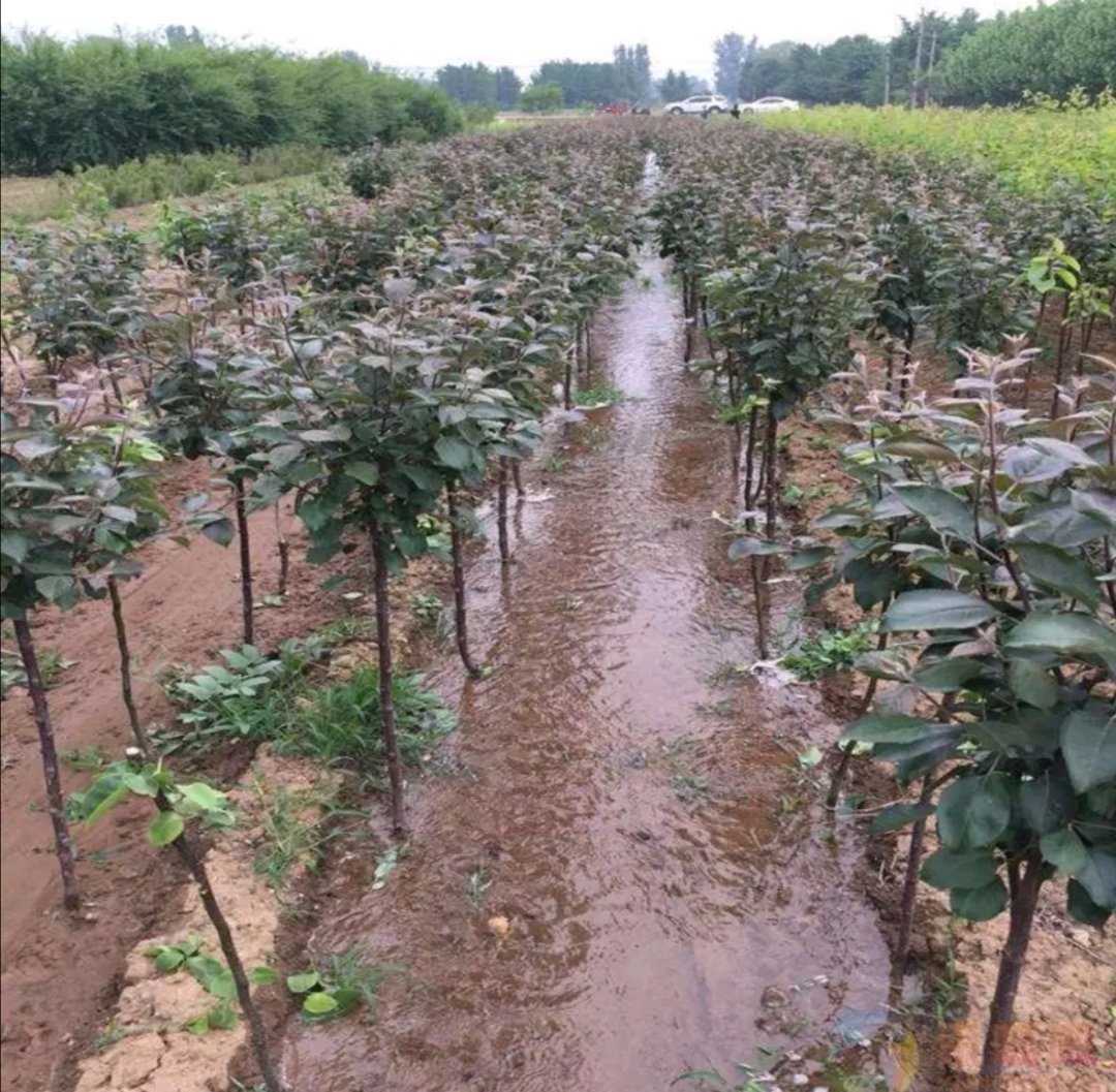 砀山雪花梨种植基地航拍图