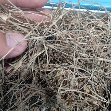 水蜈蚣1公斤起批不包邮电议量大从优欢迎咨询各种中药材