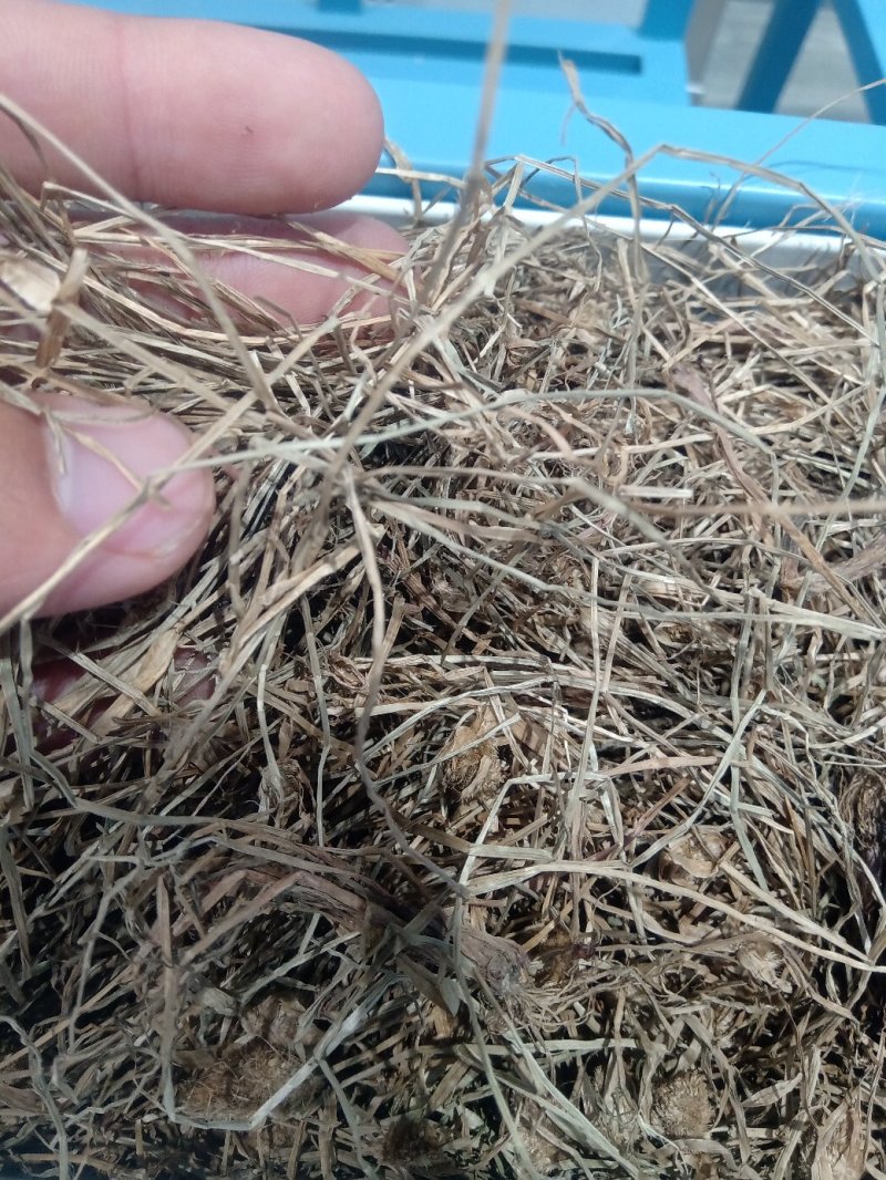 水蜈蚣1公斤起批不包邮电议量大从优欢迎咨询各种中药材