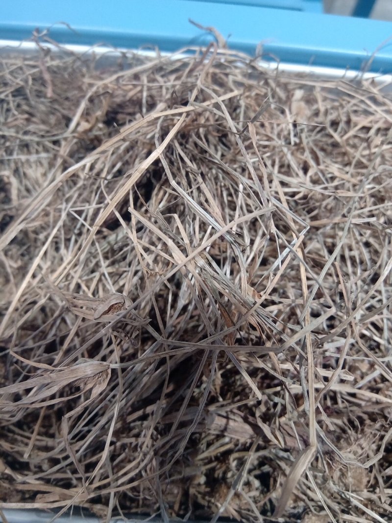 水蜈蚣1公斤起批不包邮电议量大从优欢迎咨询各种中药材