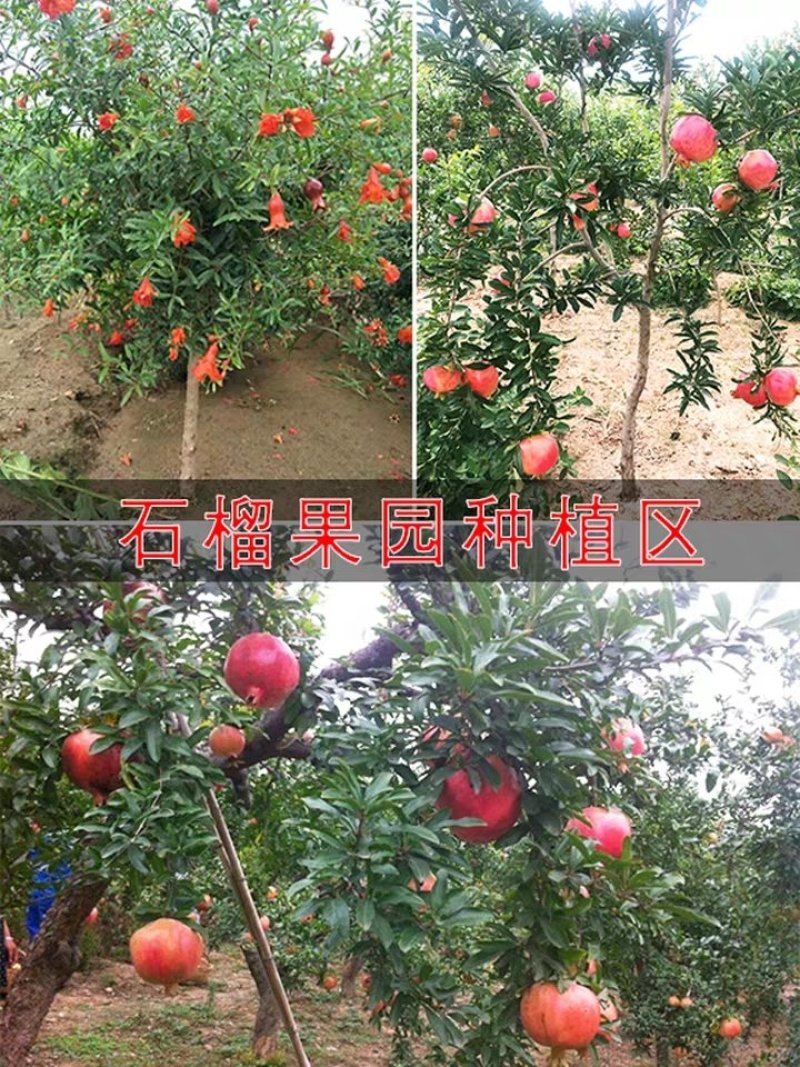 突尼斯嫁接石榴苗，当年开花结果全国包邮，免费种植技术指导