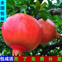 突尼斯嫁接石榴苗，当年开花结果全国包邮，免费种植技术指导