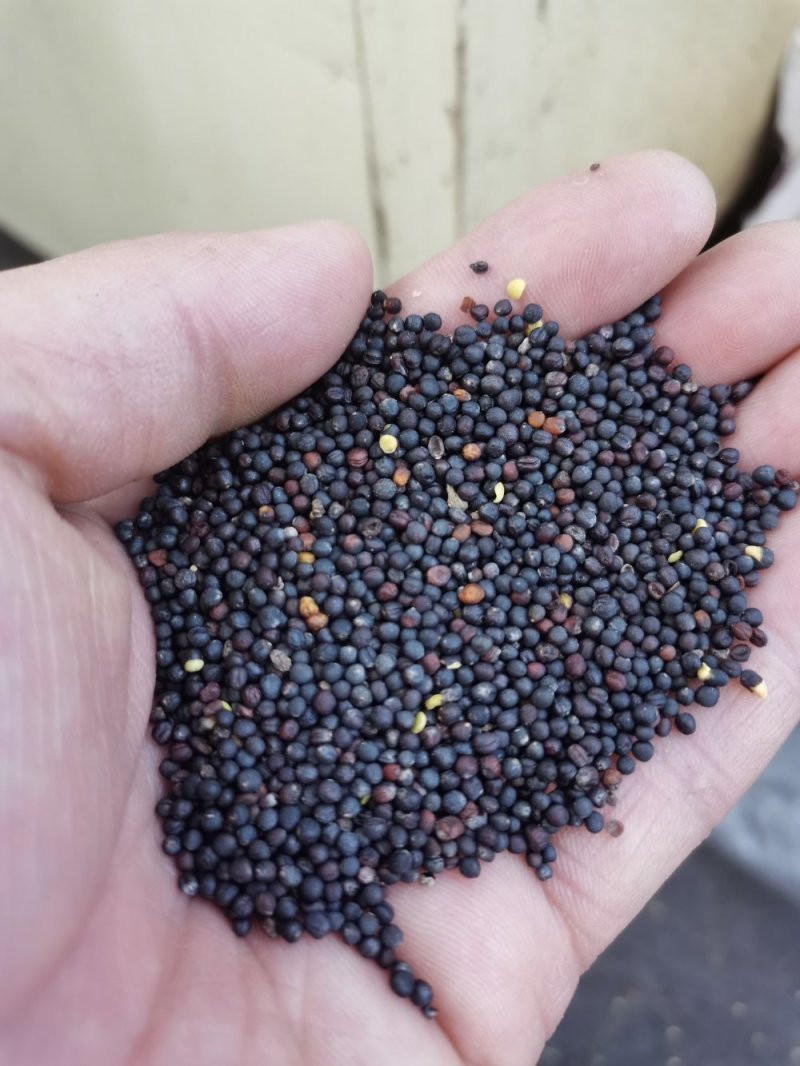 新疆油菜油色黄亮香味儿好亮油38-40水分8左右