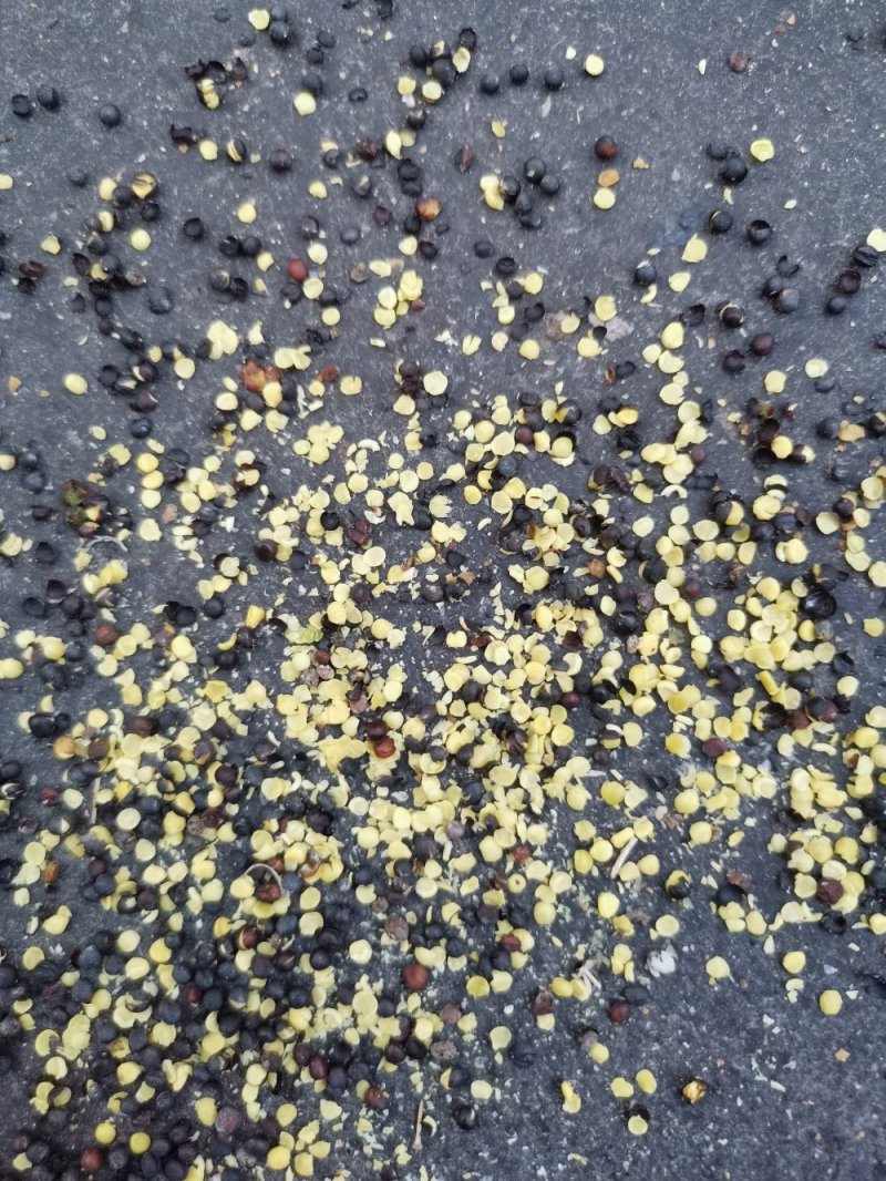 新疆油菜油色黄亮香味儿好亮油38-40水分8左右