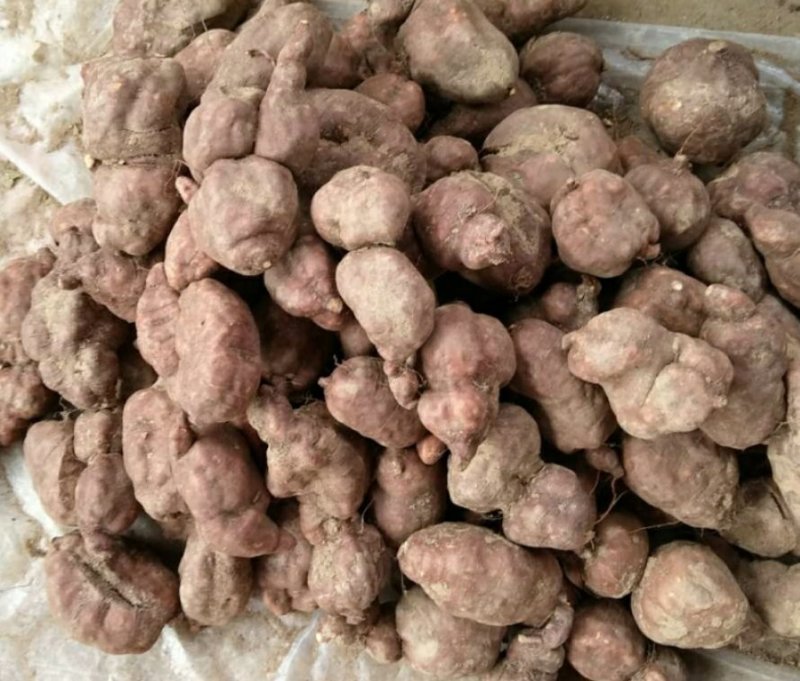 荷首乌（干片）自种，九蒸十晒