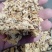 白残花蔷薇花1公斤起批不包邮电议