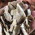 花生枯厂家直销常年有货欢迎预定