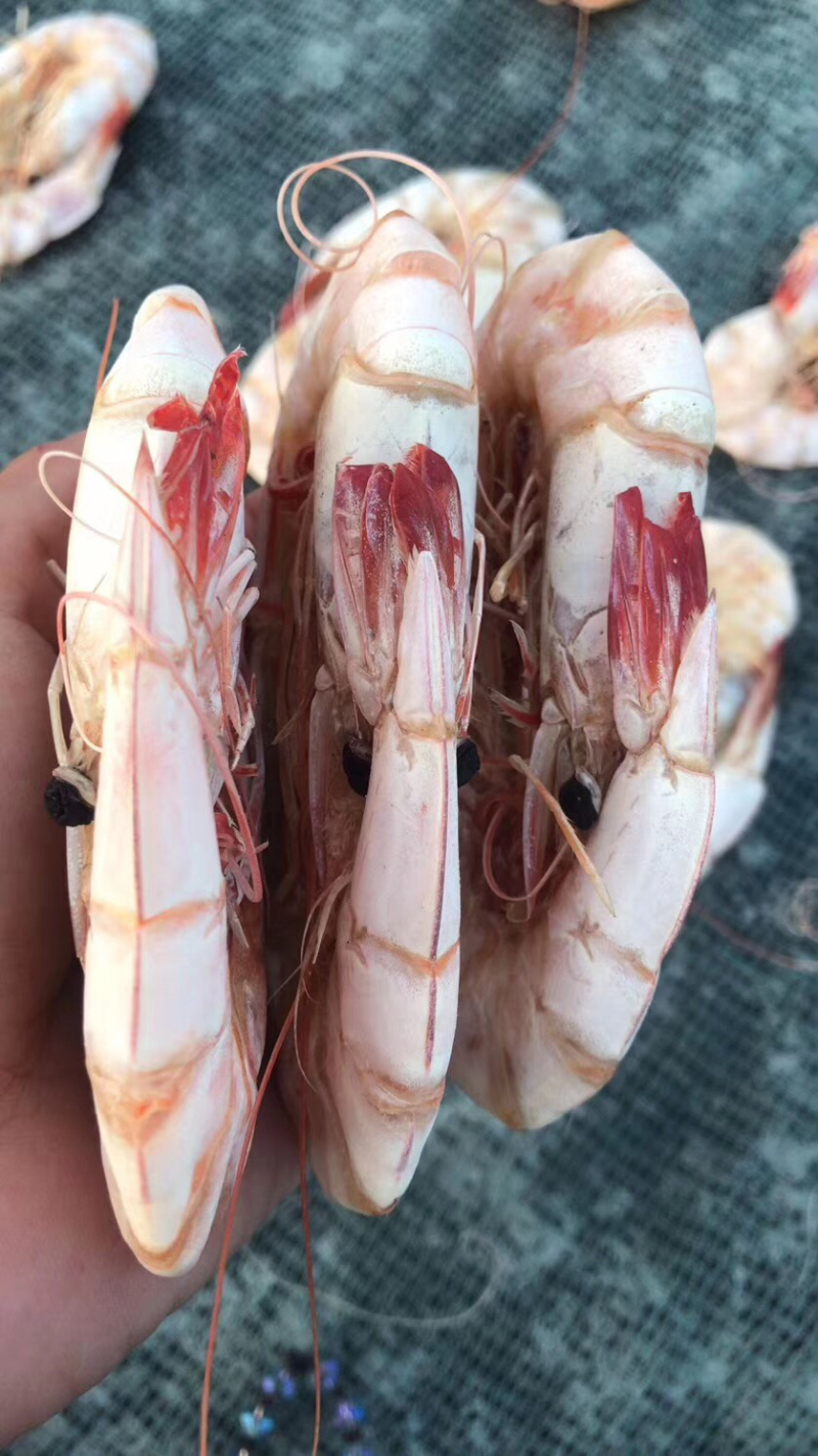 大白虾干