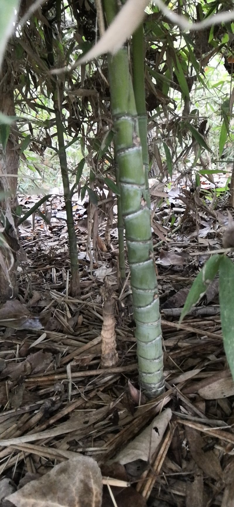 罗汉竹苗竹子观赏竹风景绿化苗木竹苗低价出售基地直发