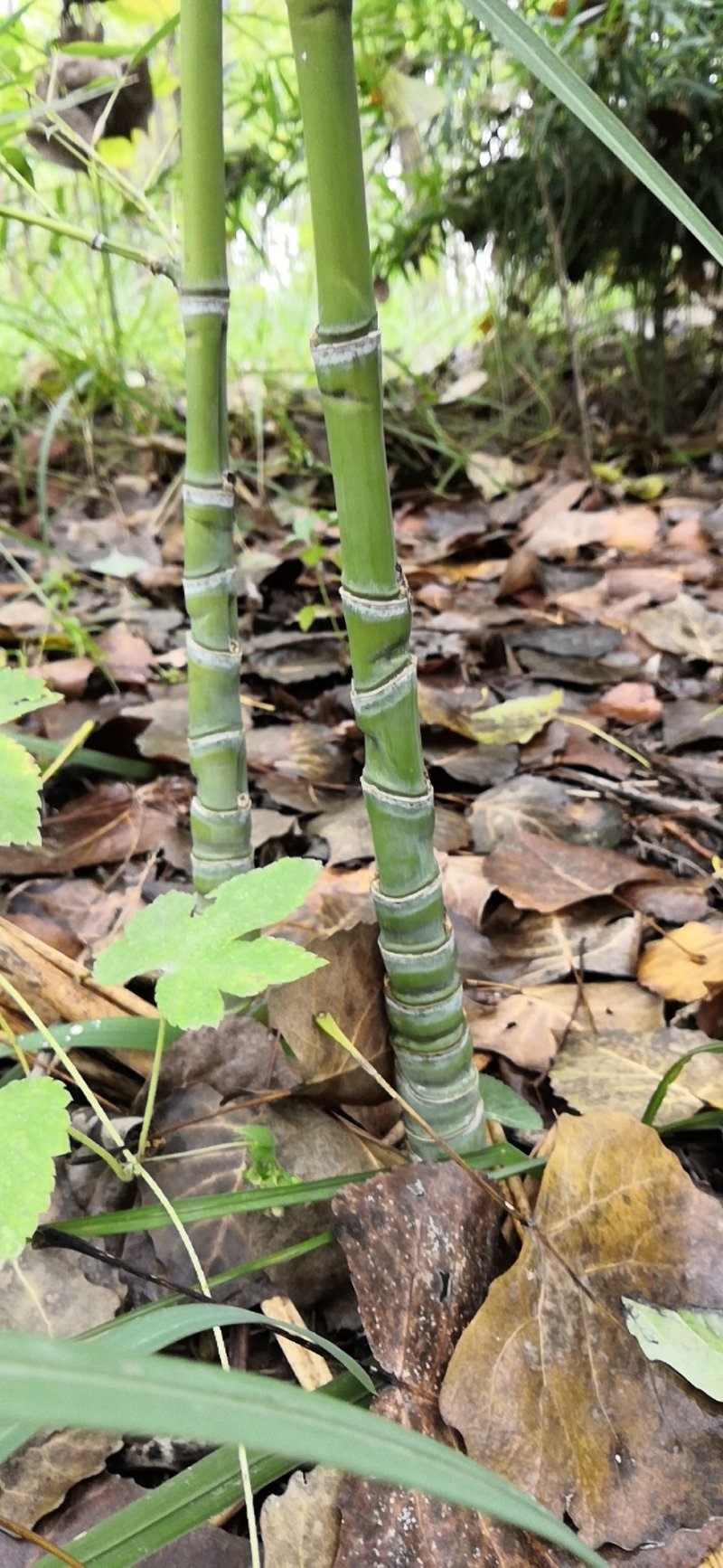 罗汉竹苗竹子观赏竹风景绿化苗木竹苗低价出售基地直发