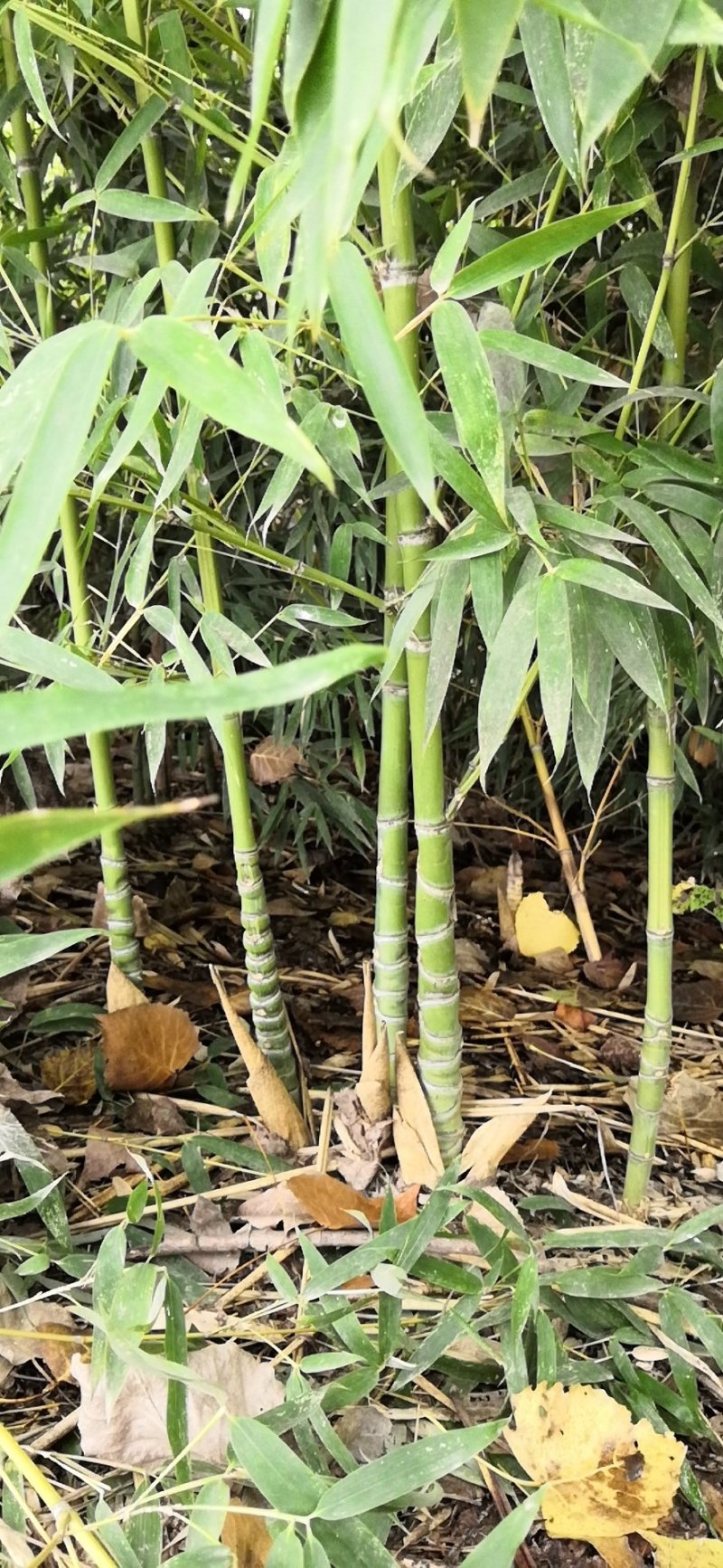 罗汉竹苗竹子观赏竹风景绿化苗木竹苗低价出售基地直发