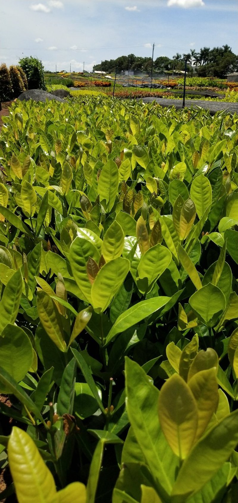 龙船花新加坡