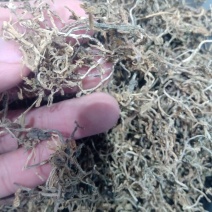垂盆草1公斤起批不包邮量大电议欢迎咨询各种中药材
