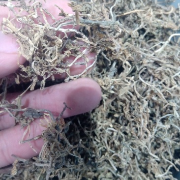 垂盆草1公斤起批不包邮量大电议欢迎咨询各种中药材