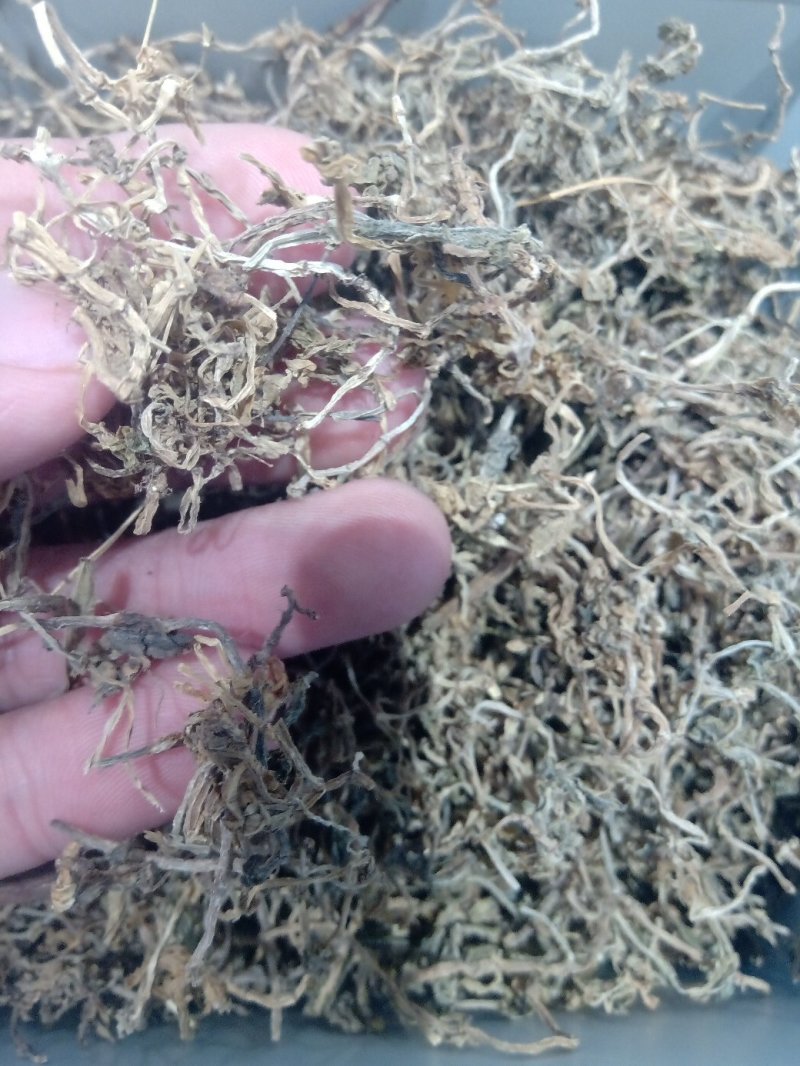 垂盆草1公斤起批不包邮量大电议欢迎咨询各种中药材
