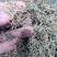 垂盆草1公斤起批不包邮量大电议欢迎咨询各种中药材