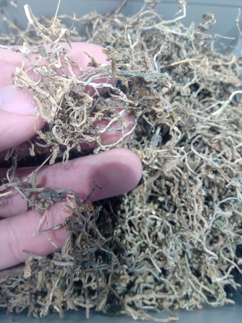 垂盆草1公斤起批不包邮量大电议欢迎咨询各种中药材