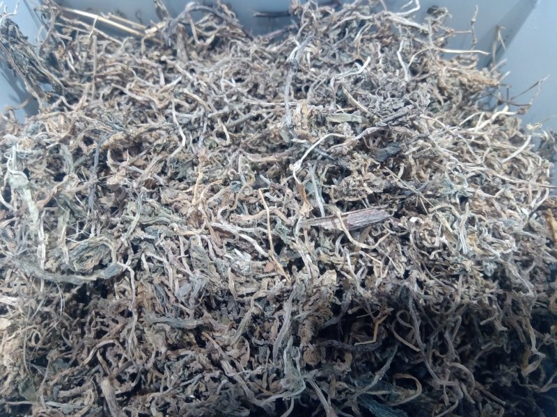 垂盆草1公斤起批不包邮量大电议欢迎咨询各种中药材