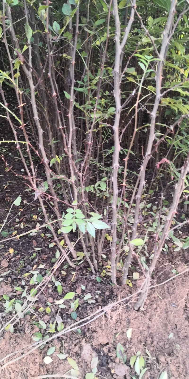 【推荐】大红袍花椒苗狮子头花椒苗产地直销保湿发货