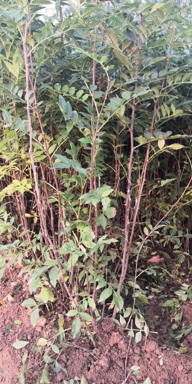 【推荐】大红袍花椒苗狮子头花椒苗产地直销保湿发货