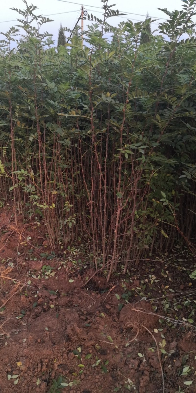 【推荐】大红袍花椒苗狮子头花椒苗产地直销保湿发货