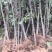 【推荐】大红袍花椒苗狮子头花椒苗产地直销保湿发货
