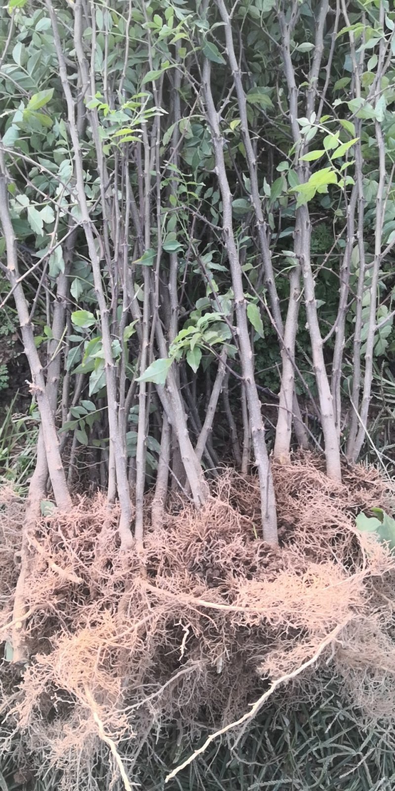 【推荐】大红袍花椒苗狮子头花椒苗产地直销保湿发货