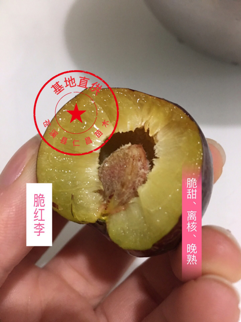 脆红李子树苗技术免费/脆甜/离核/晚熟包邮