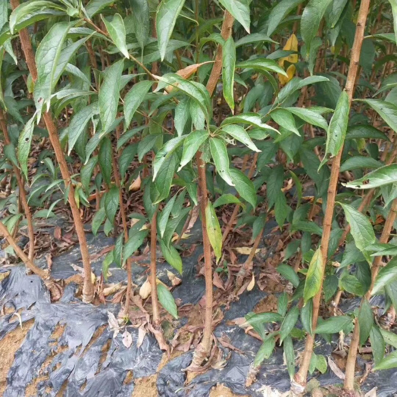 脆红李子树苗技术免费/脆甜/离核/晚熟包邮