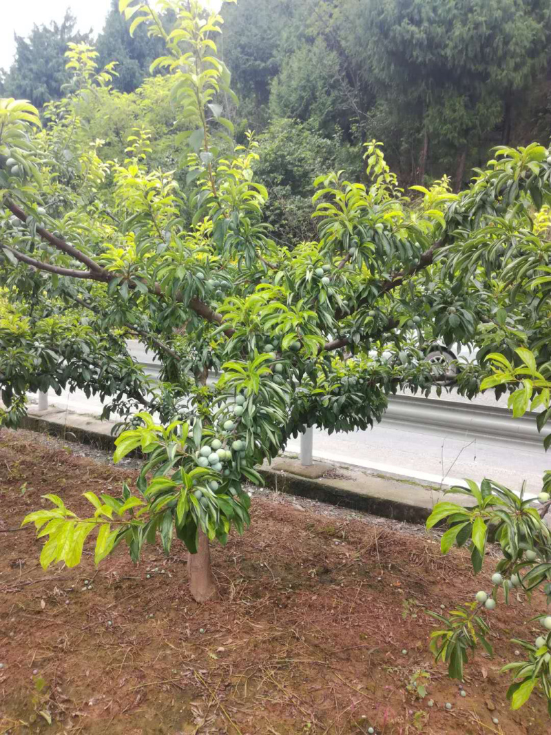 脆红李子树苗技术免费/脆甜/离核/晚熟包邮