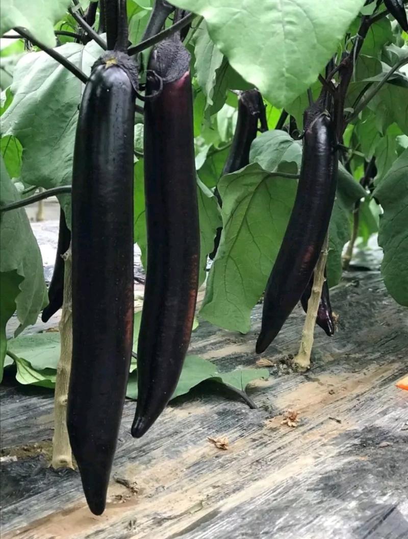 【善茄黑长亮】杂交一代茄子种子紫黑茄黑长茄大田基地用种