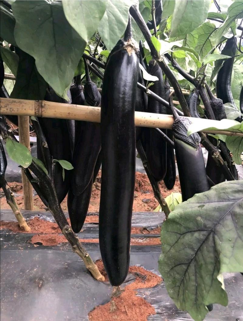 【善茄黑长亮】杂交一代茄子种子紫黑茄黑长茄大田基地用种