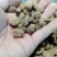 砂仁1公斤起批运费电议，欢迎咨询各种中药材