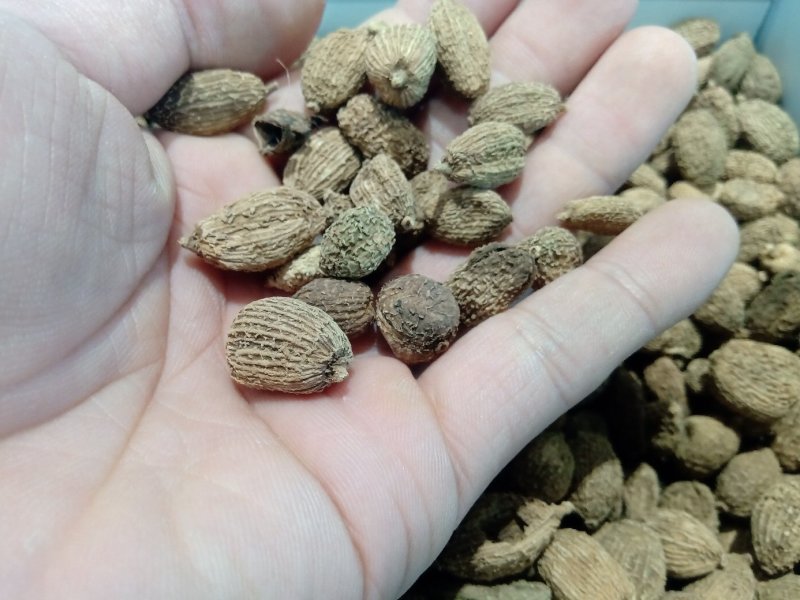 砂仁1公斤起批运费电议，欢迎咨询各种中药材