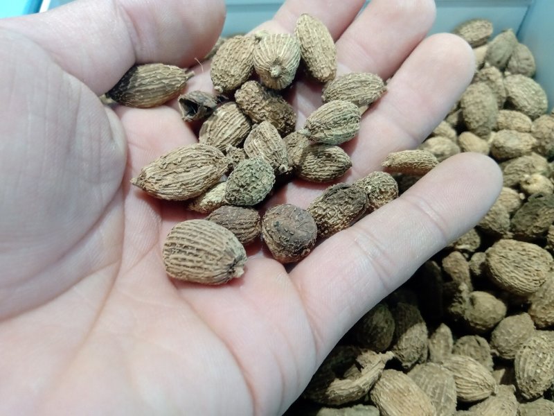 砂仁1公斤起批运费电议，欢迎咨询各种中药材
